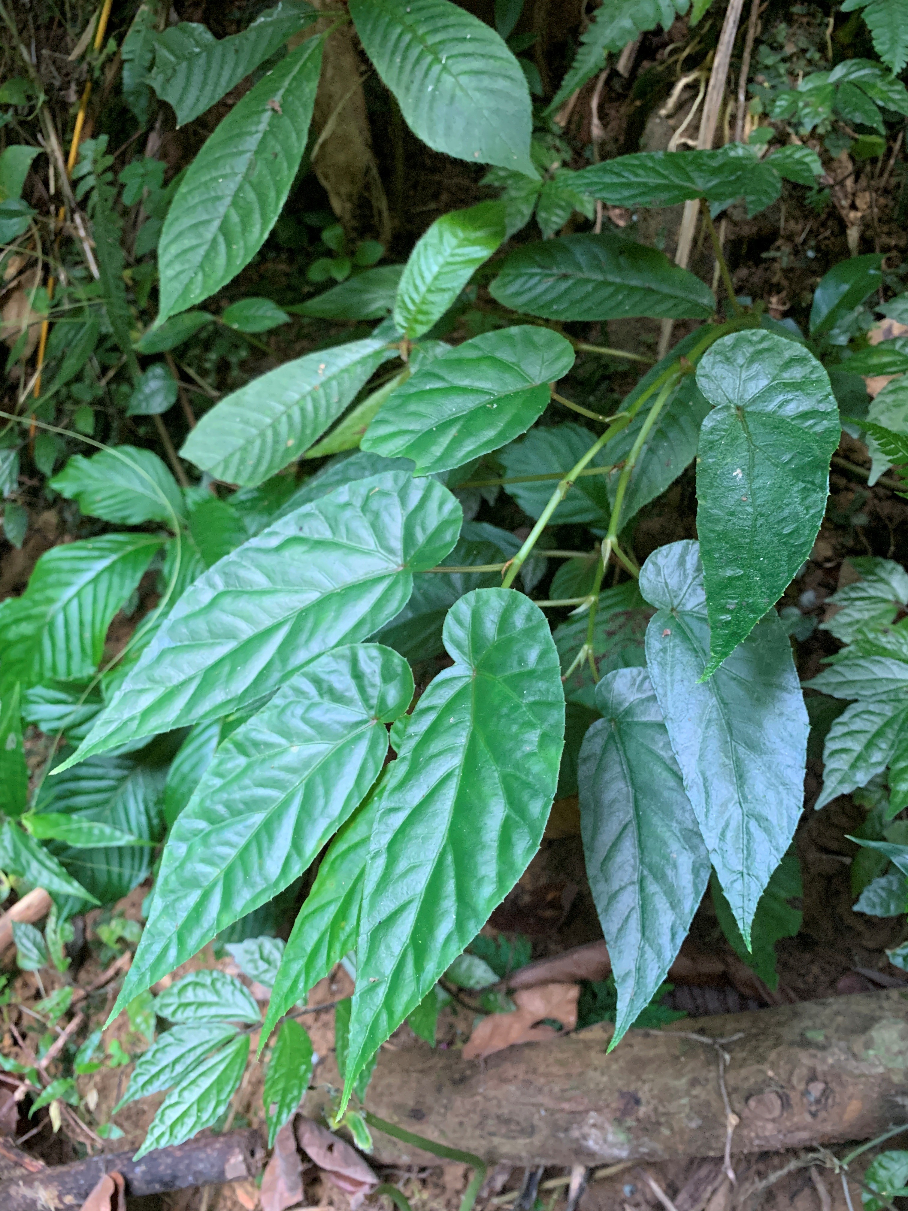 Begonia